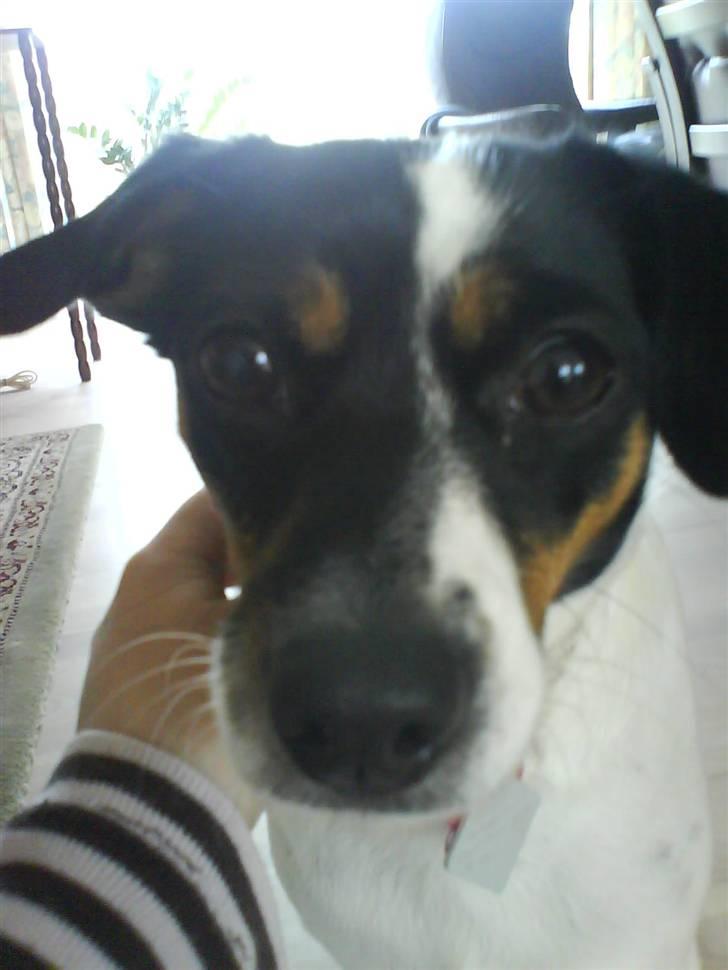 Dansk svensk gaardhund Rosa billede 20