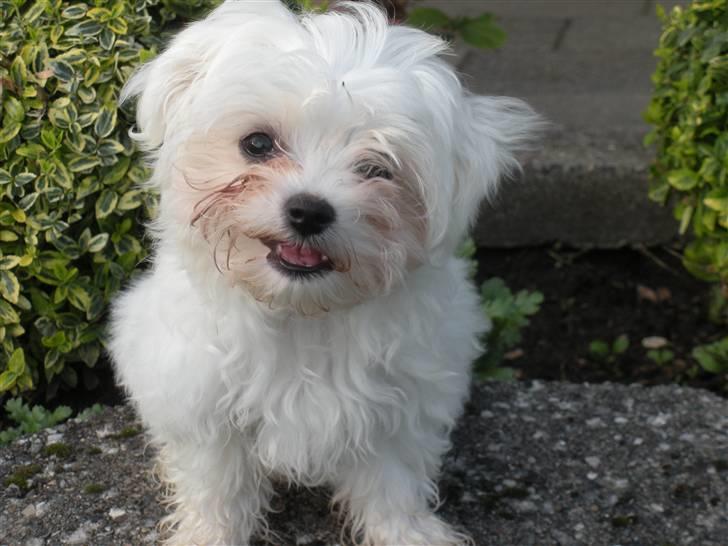 Malteser Felix - Jeg er fræk og klar til narrestreger billede 8