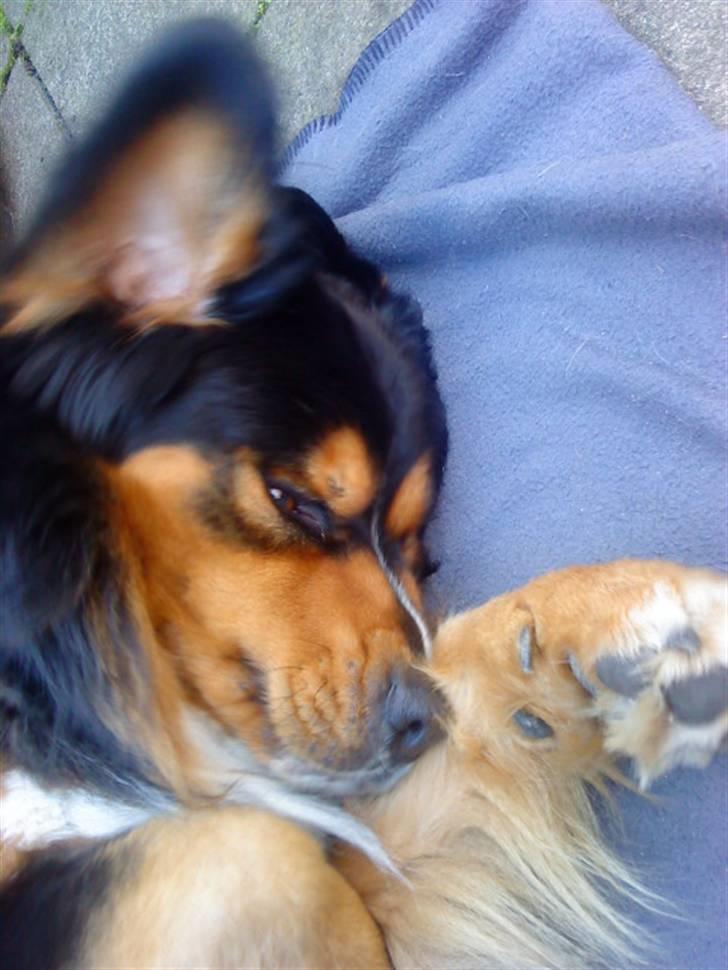 Berner sennenhund :D Bamse :D  - Hovsa Bamse! Dit øre rejste sig vist lige! ;P billede 12