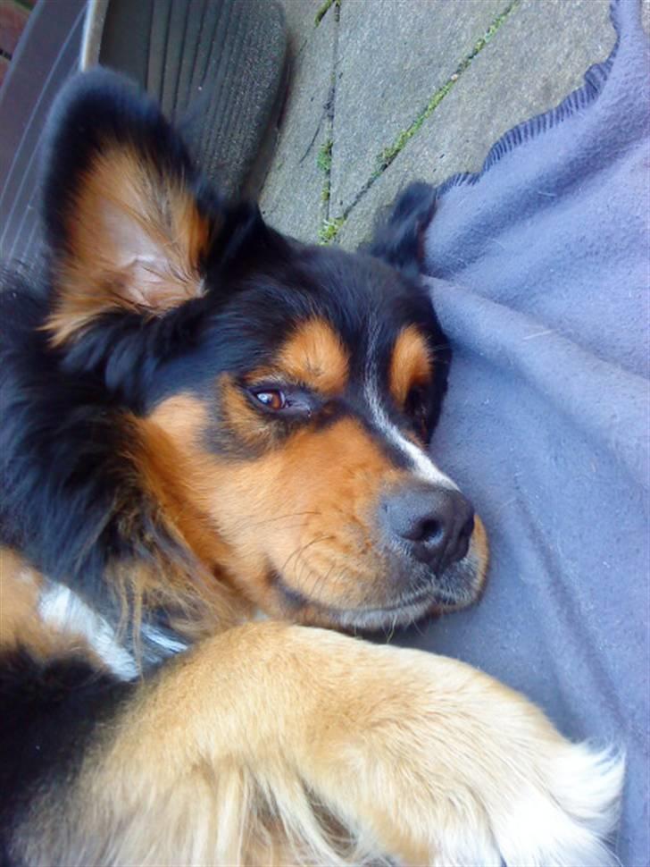 Berner sennenhund :D Bamse :D  - Igen :D Smukke! <33 billede 13