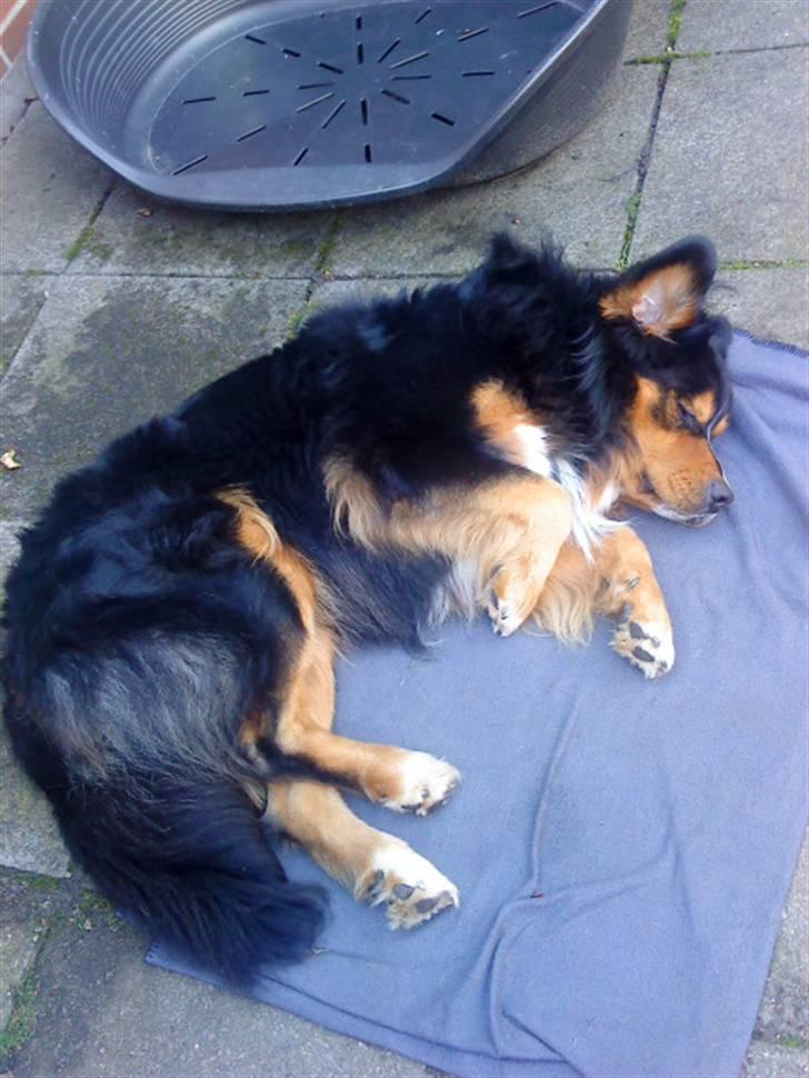 Berner sennenhund :D Bamse :D  - ZZzz... :* billede 14