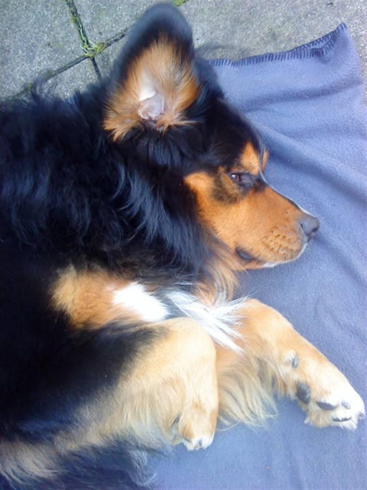 Berner sennenhund :D Bamse :D  - Elsker dig overalt miiiiiin dejlige dude fis! ;D <3 billede 15