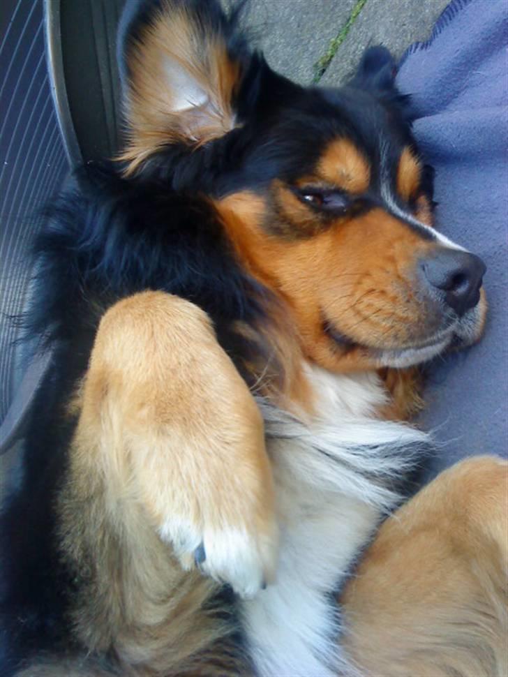 Berner sennenhund :D Bamse :D  - Lille grisse-basse! <3 ;D billede 16