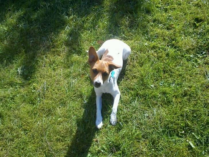 Blanding af racer Albert -solgt billede 1