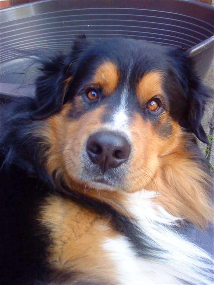 Berner sennenhund :D Bamse :D  - Var der nogen der sagde noget til mig!? :O :D<3 billede 17