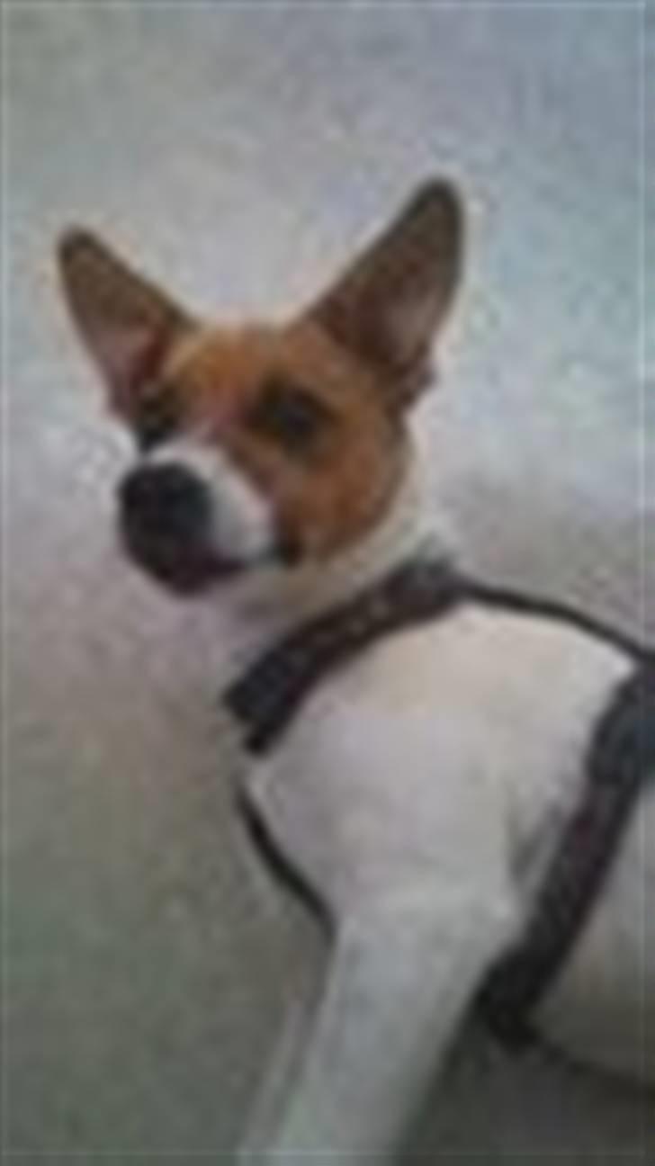 Blanding af racer Albert -solgt billede 2