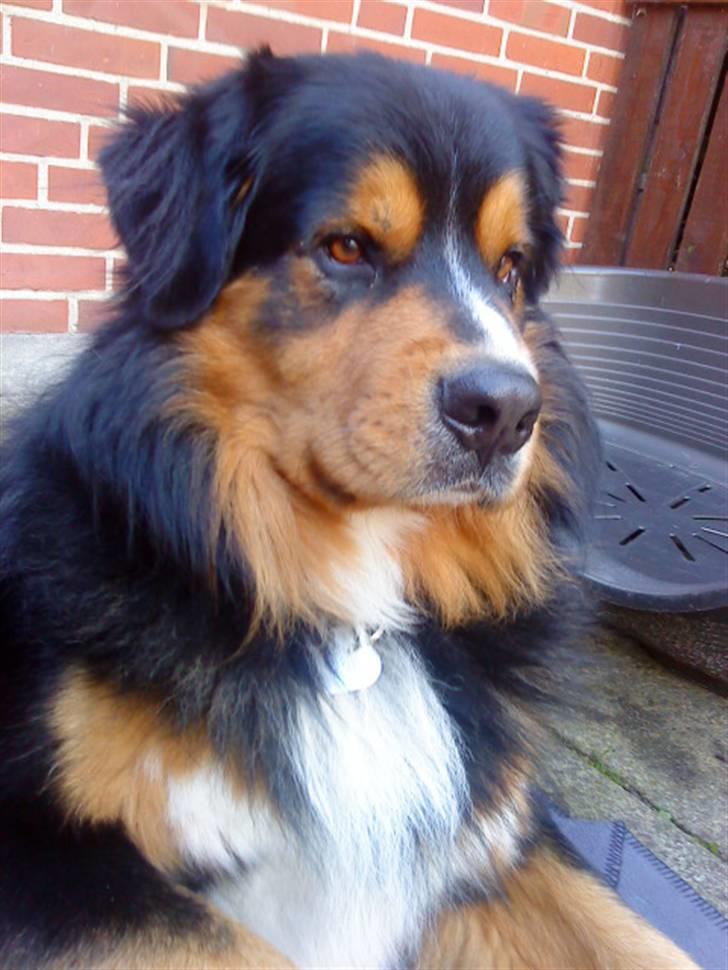 Berner sennenhund :D Bamse :D  - Hvem kommer Bamse? (: billede 18