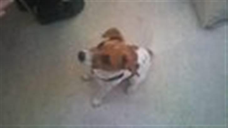 Blanding af racer Albert -solgt billede 3