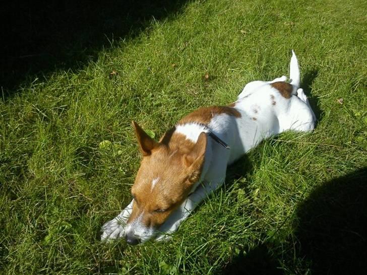 Blanding af racer Albert -solgt billede 4