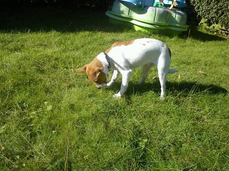 Blanding af racer Albert -solgt billede 5