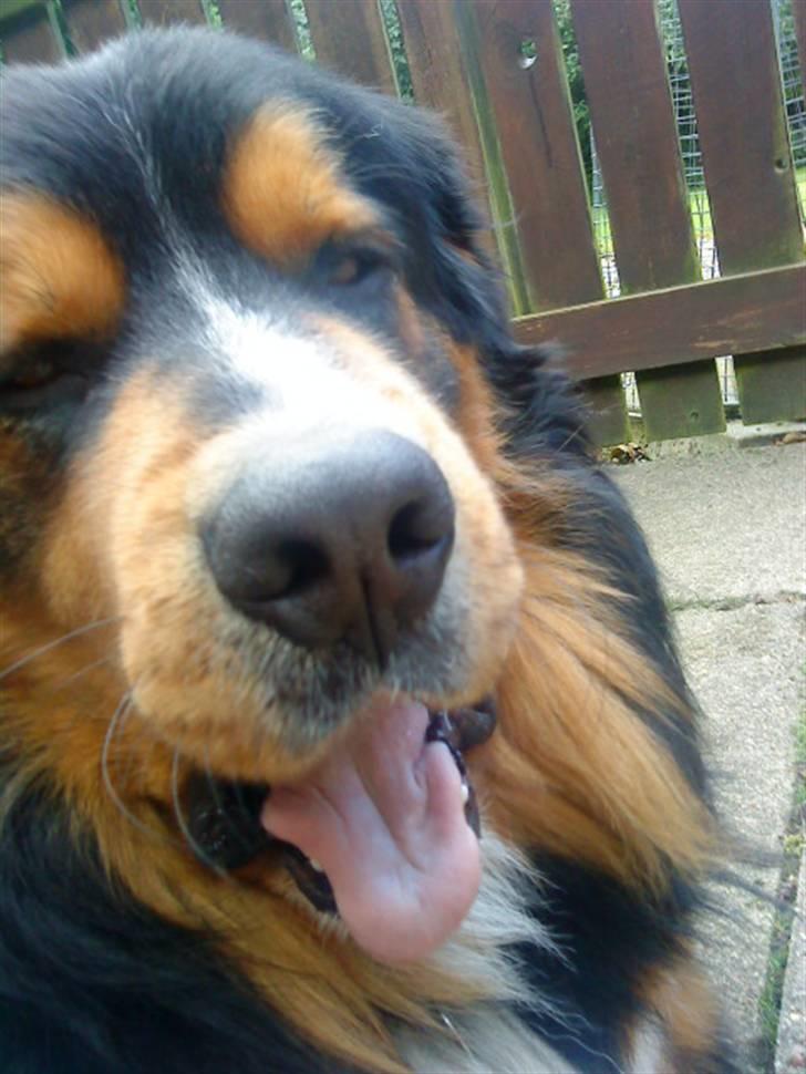 Berner sennenhund :D Bamse :D  - *Gaaaaab* Jeg er træt d; <3 billede 19