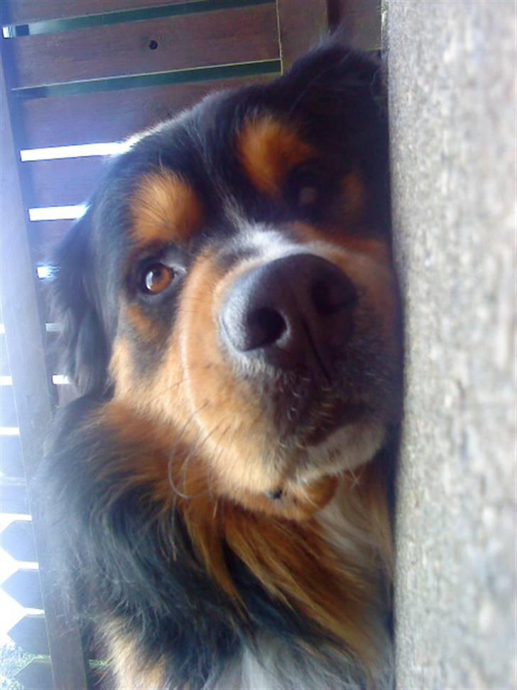 Berner sennenhund :D Bamse :D  - Slapper af ;D <3 billede 20