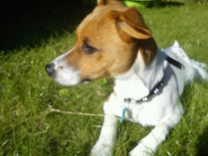 Blanding af racer Albert -solgt billede 6