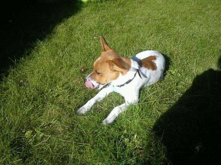 Blanding af racer Albert -solgt billede 7