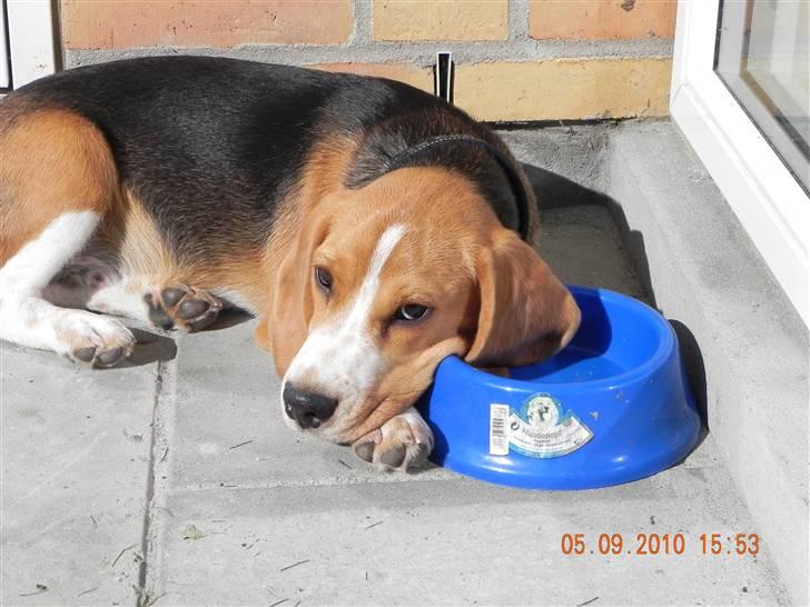 Beagle Balder billede 1