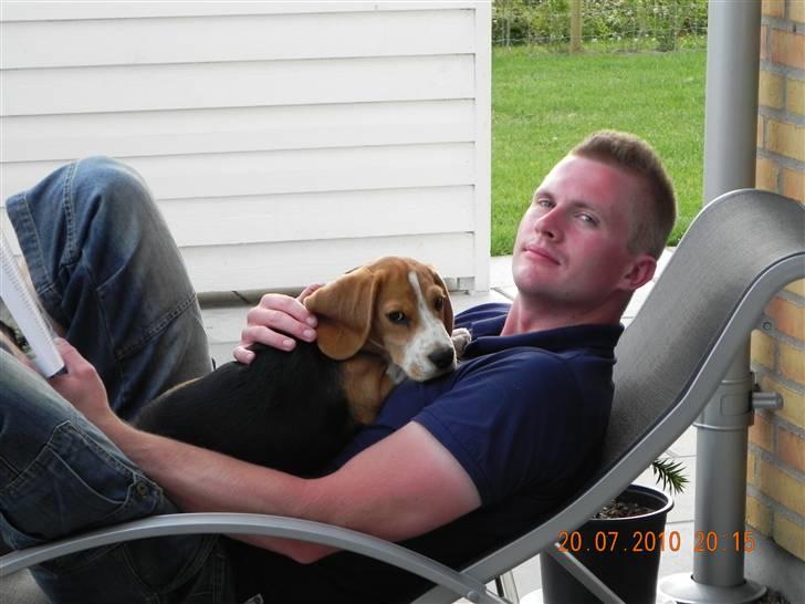 Beagle Balder billede 2