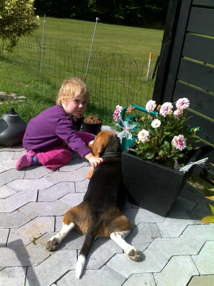 Beagle Balder billede 3