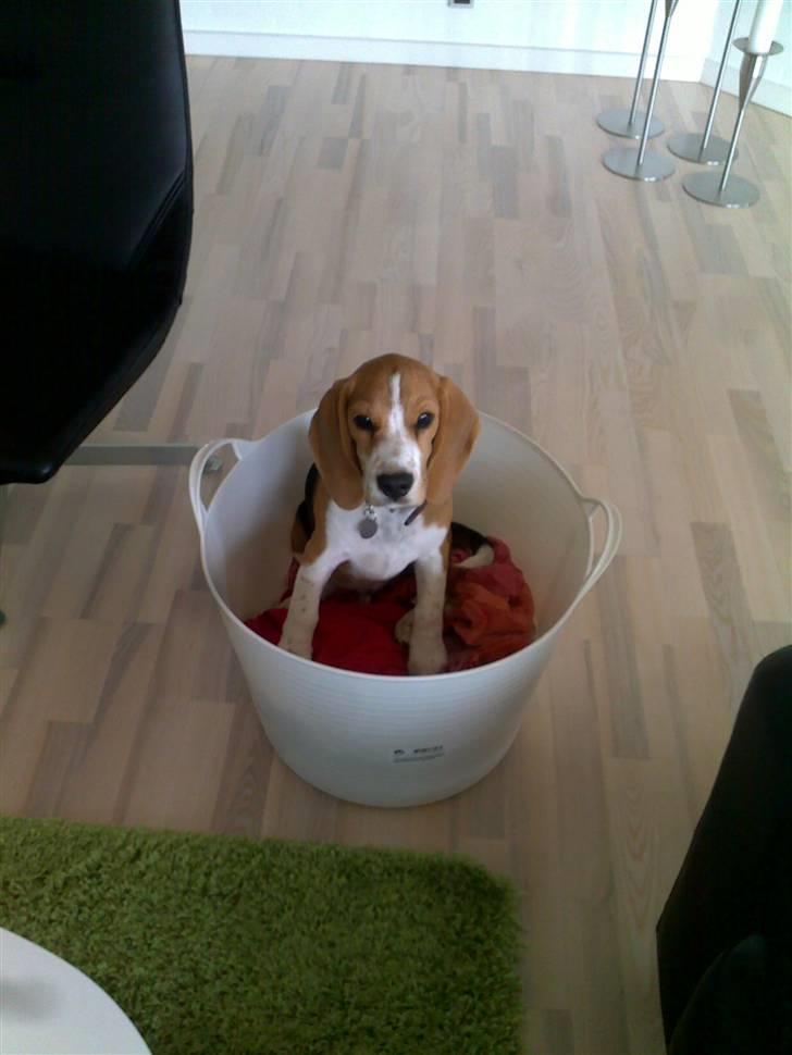 Beagle Balder billede 4