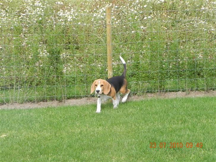 Beagle Balder billede 5