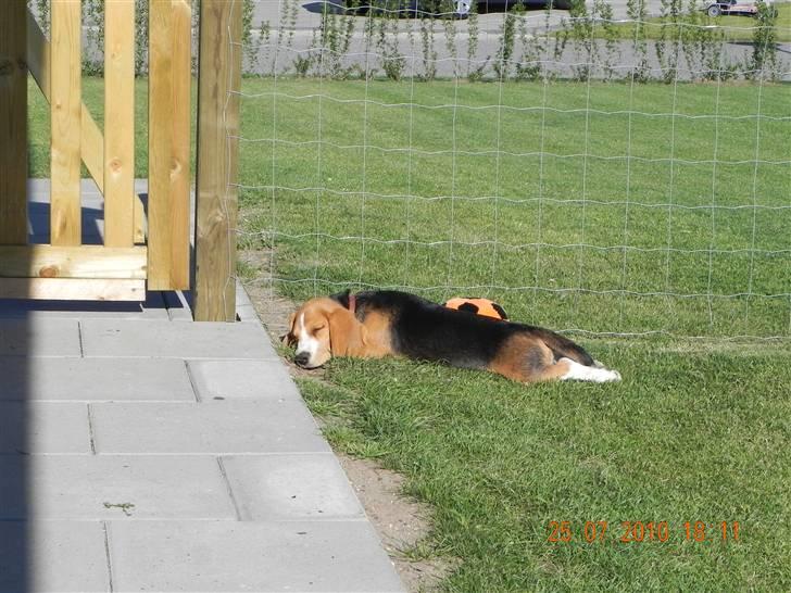 Beagle Balder billede 6