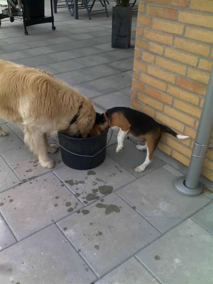 Beagle Balder billede 7