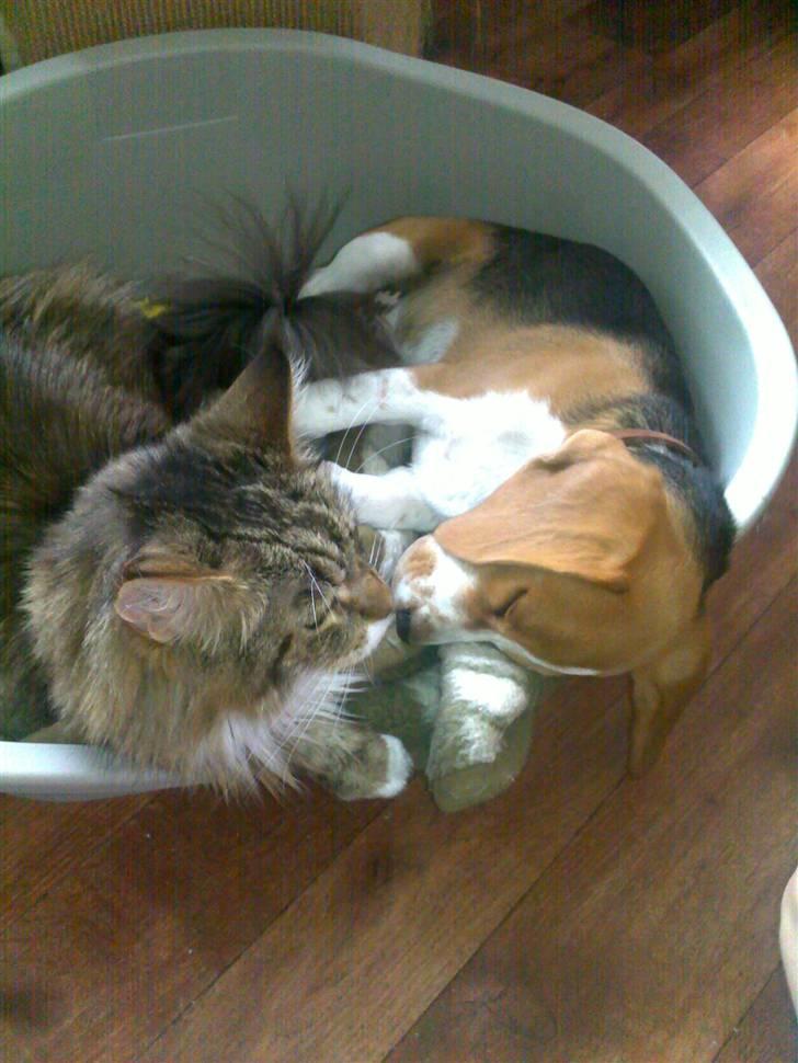 Beagle Balder billede 8