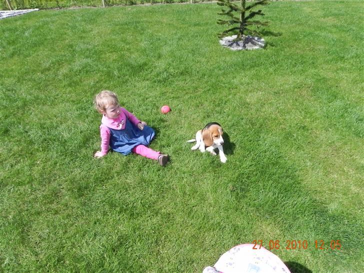 Beagle Balder billede 9