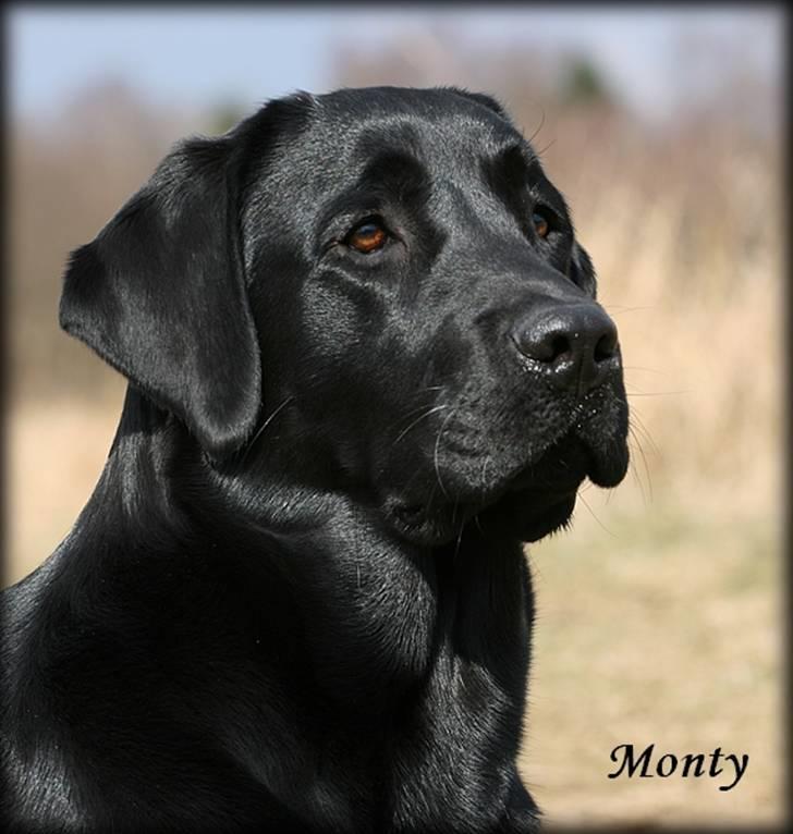 Labrador retriever Monty billede 1