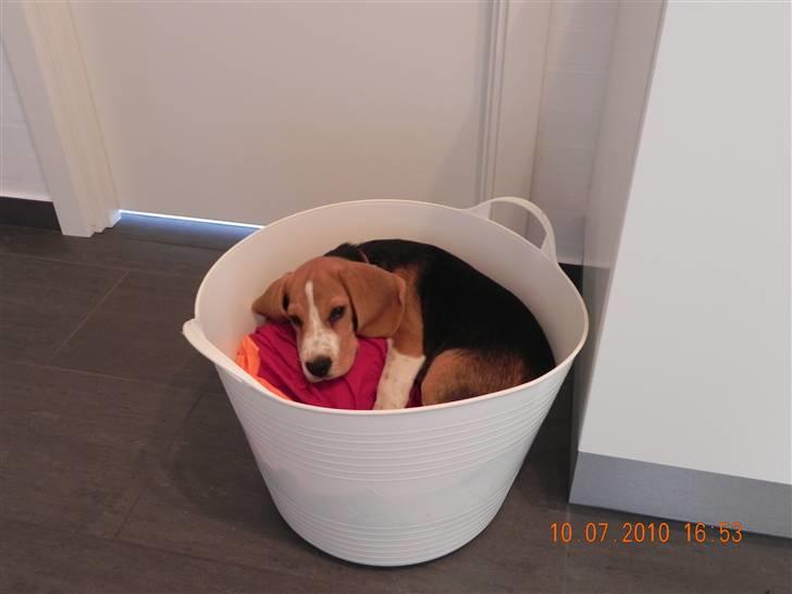 Beagle Balder billede 10