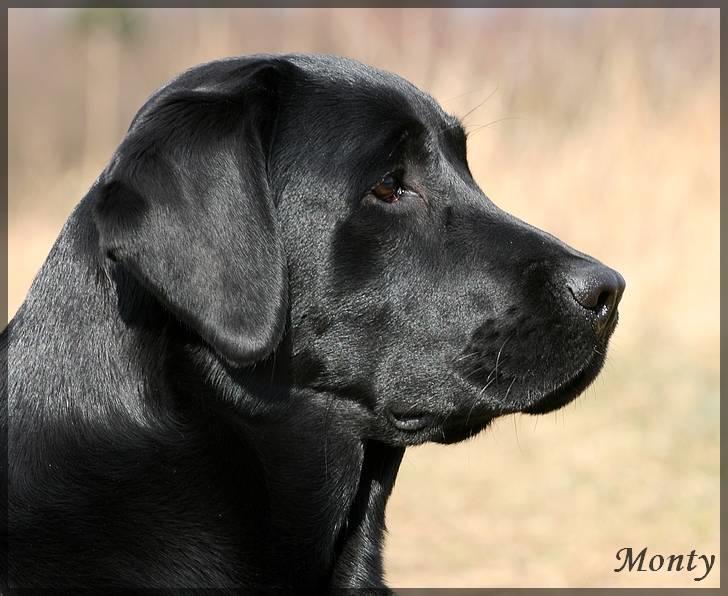 Labrador retriever Monty billede 2