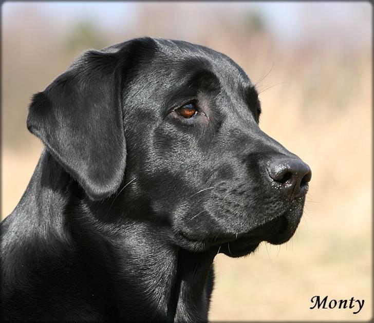 Labrador retriever Monty billede 3