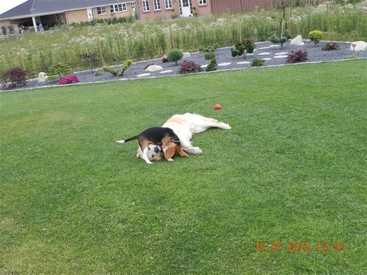 Beagle Balder billede 11