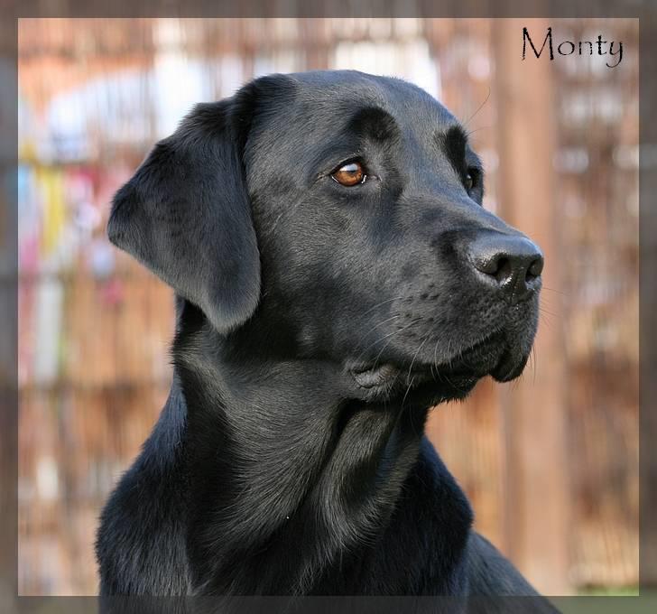 Labrador retriever Monty billede 4