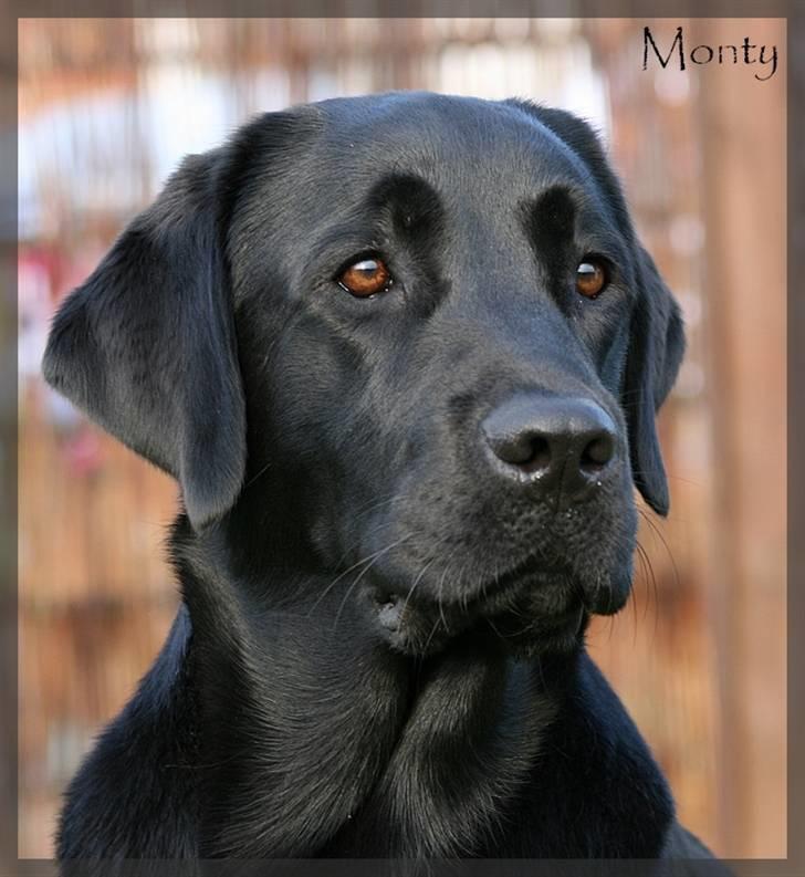 Labrador retriever Monty billede 5