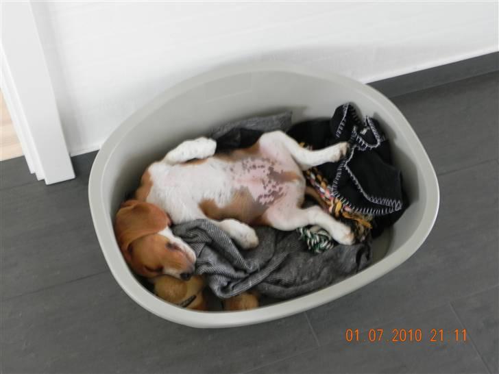 Beagle Balder billede 12