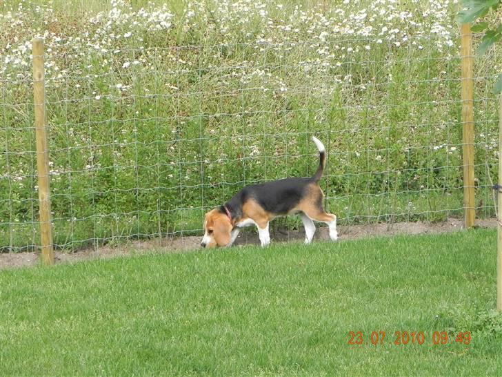 Beagle Balder billede 13