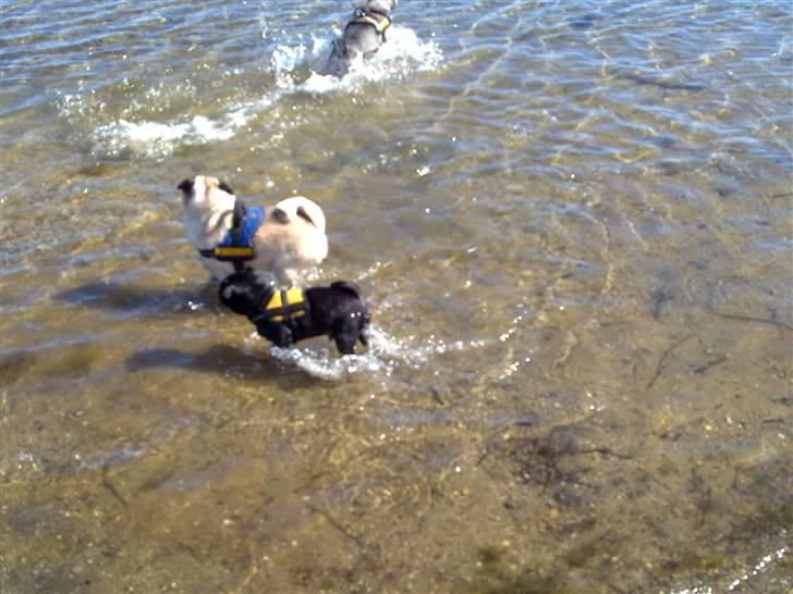 Mops Samson billede 7