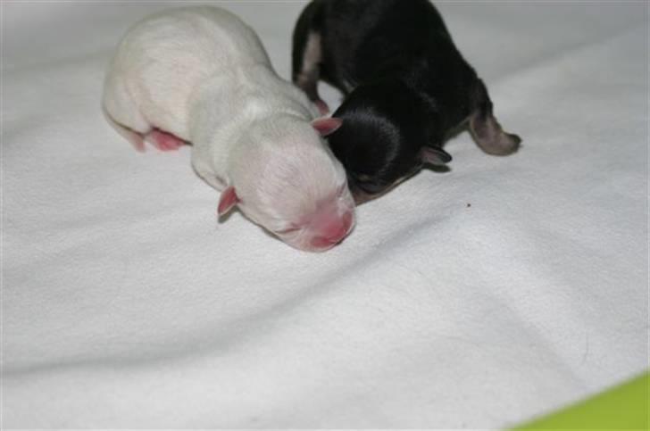 Chihuahua Telma. billede 2