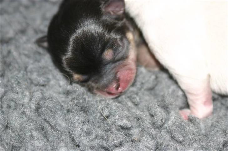 Chihuahua Telma. billede 3