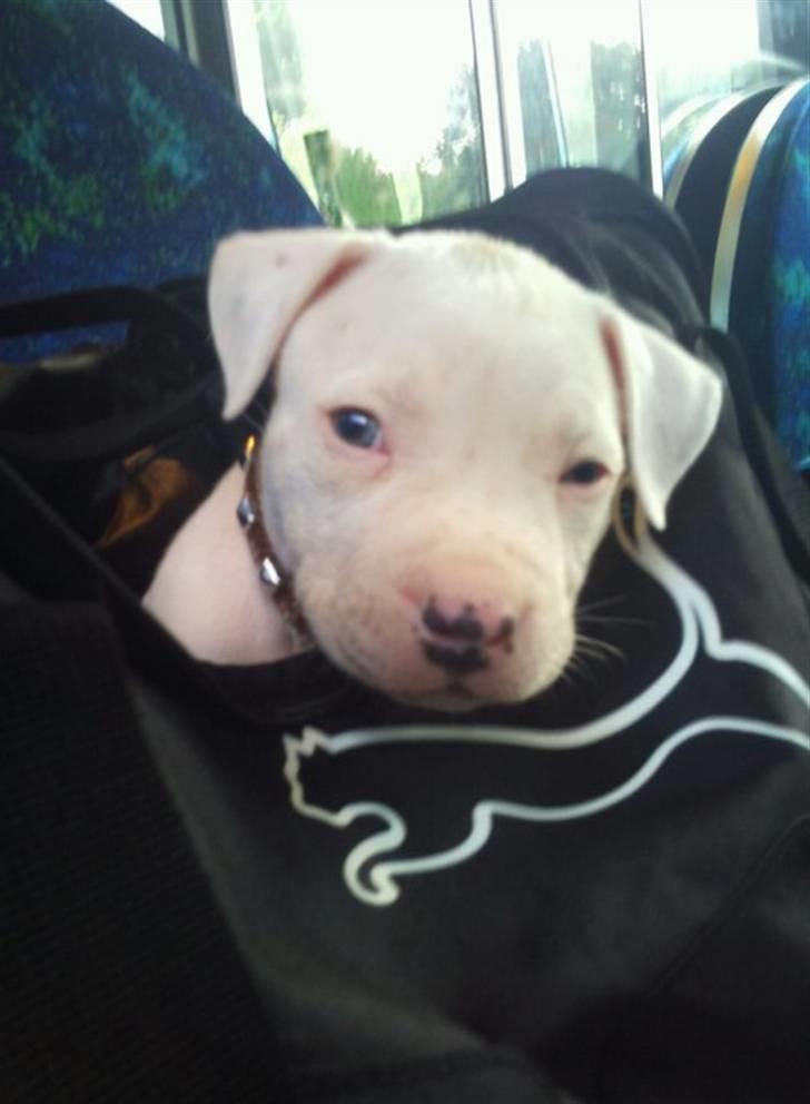 Blanding af racer Nate - En tur i toget efter dyrelægebesøg (: billede 1