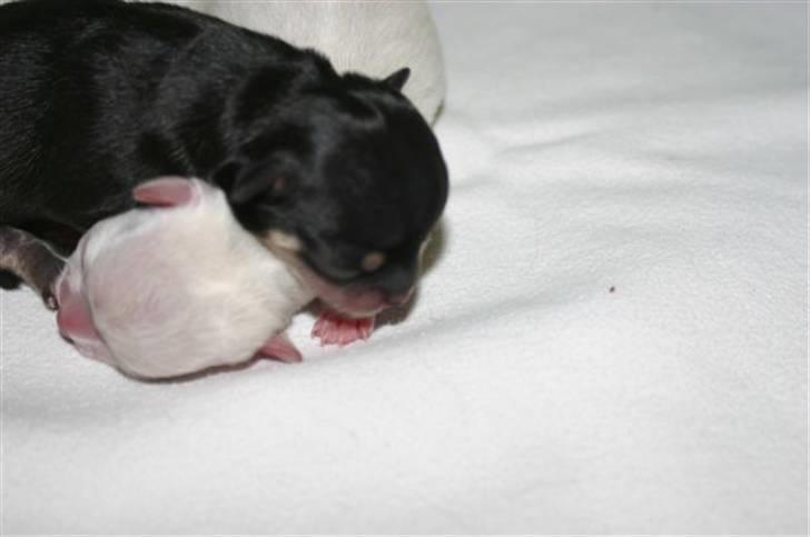 Chihuahua Telma. billede 4