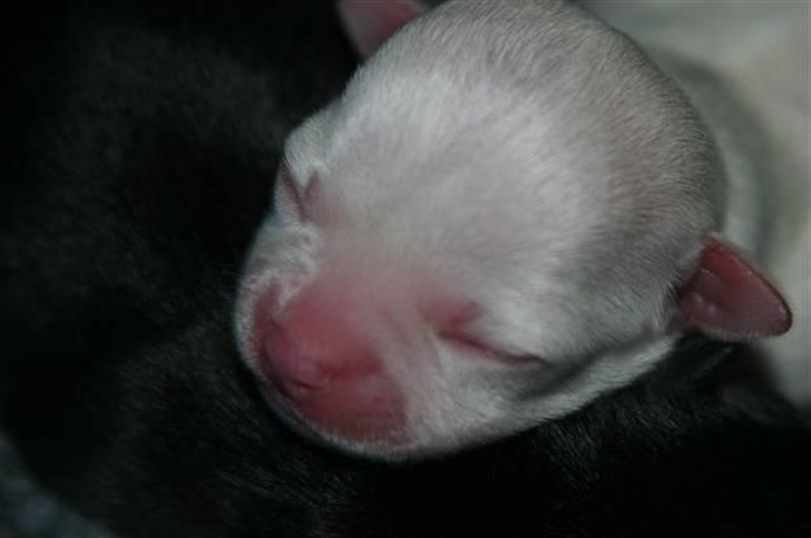 Chihuahua Telma. billede 5