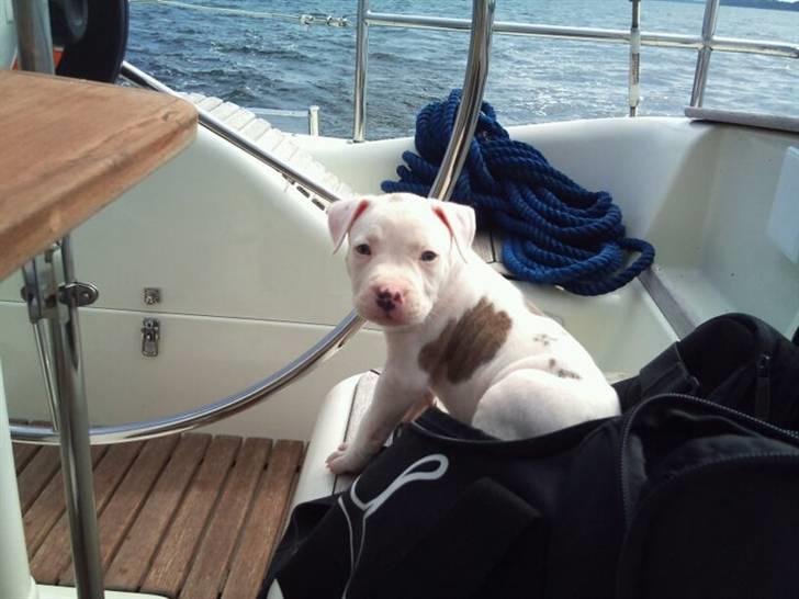 Blanding af racer Nate - Ude at sejle (: billede 2