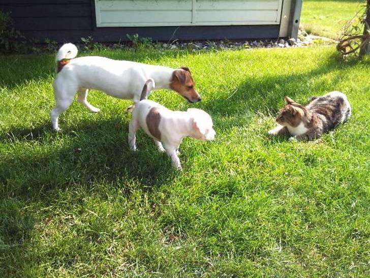 Blanding af racer Nate - ´´Hej mille´´ billede 4