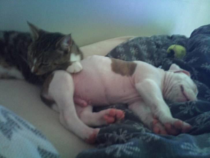 Blanding af racer Nate - Så søde (: billede 5