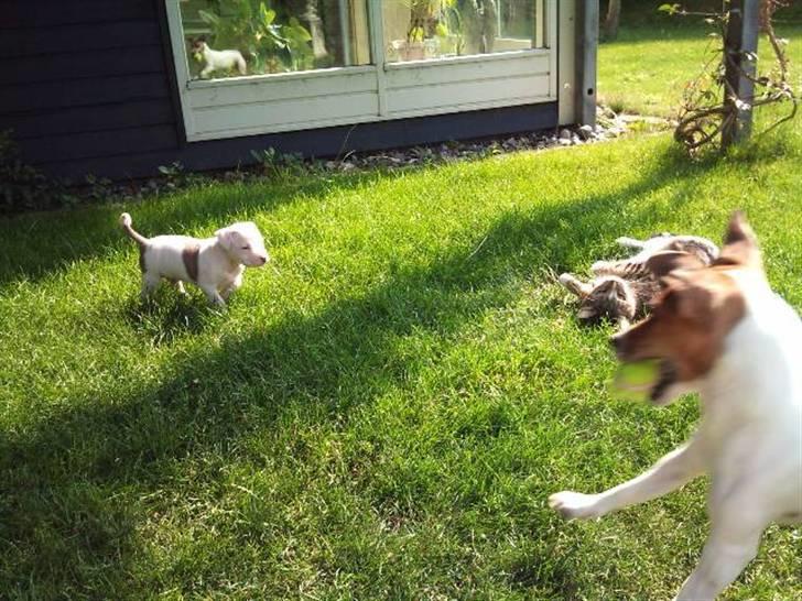 Blanding af racer Nate - - jeg springer lige ind i billedet !  billede 6