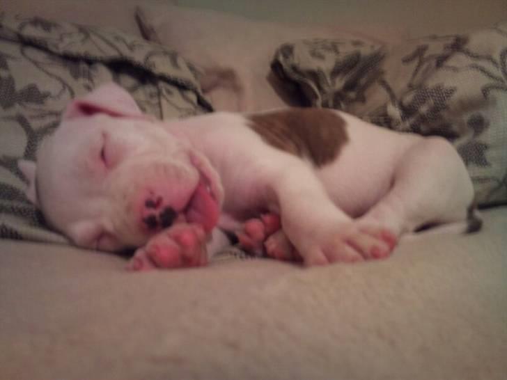 Blanding af racer Nate - Baah.. billede 3