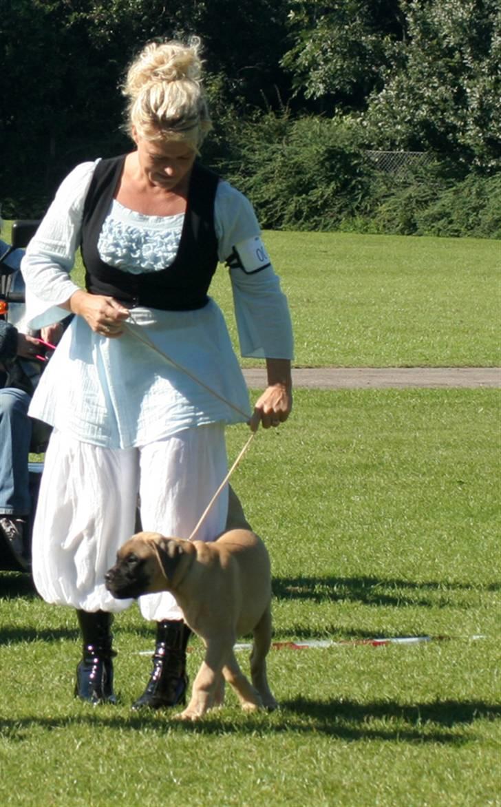 Bullmastiff Bullsaints`D The Name Of  R.I.P - Zorro`s første udstilling i Dalby SL lyserød sløjfe - nr.4:-)) billede 17