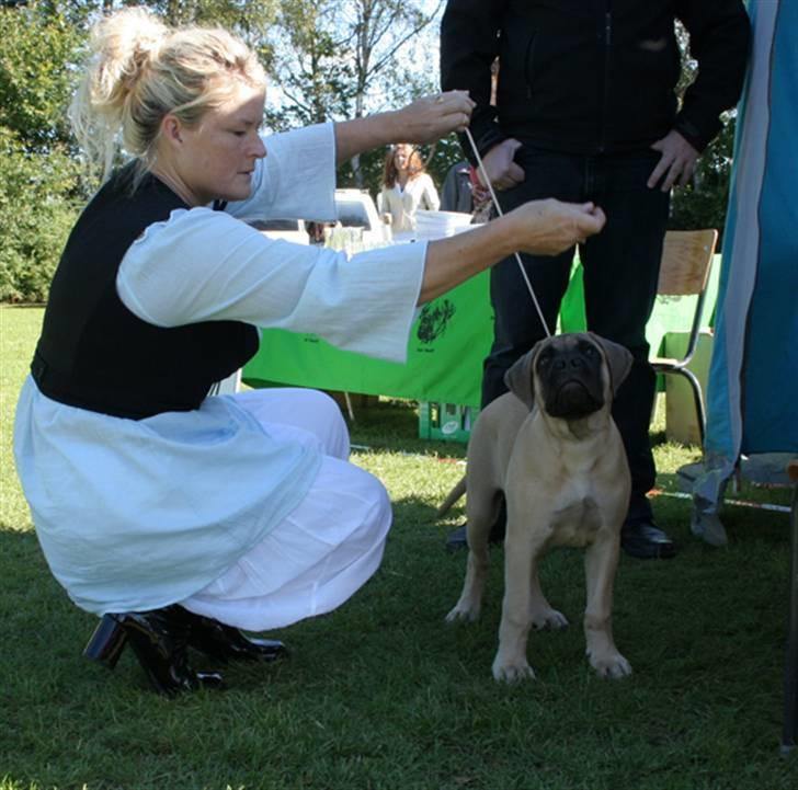 Bullmastiff Bullsaints`D The Name Of  R.I.P - Zorro`s første udstilling i Dalby SL lyserød sløjfe - nr.4:-)) billede 18