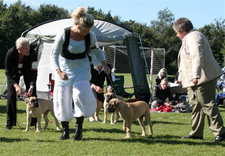 Bullmastiff Bullsaints`D The Name Of  R.I.P - Zorro`s første udstilling i Dalby SL lyserød sløjfe - nr.4:-)) billede 19
